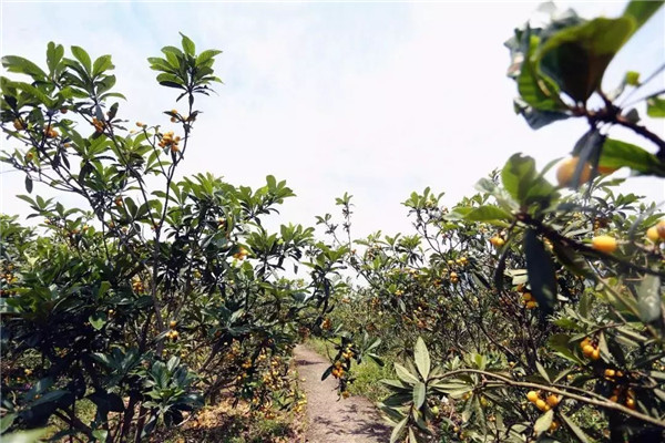 種植枇杷前用土壤速測(cè)儀進(jìn)行土壤處理